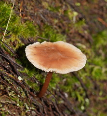 Lentinellus tasmanicus