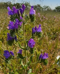Echium