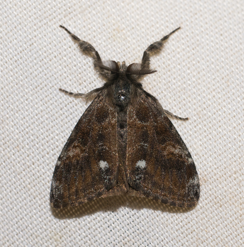 Western Tussock Moth