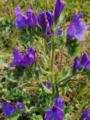 Echium