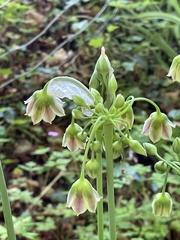 Allium siculum