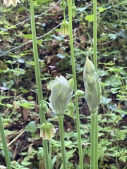 Allium siculum