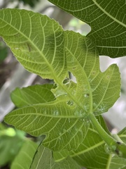 Homotoma ficus