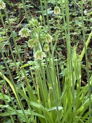 Allium siculum