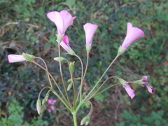 Oxalis articulata