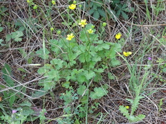 Ranunculus neapolitanus