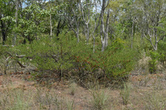 Dodonaea physocarpa