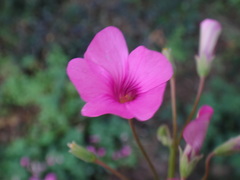 Oxalis articulata