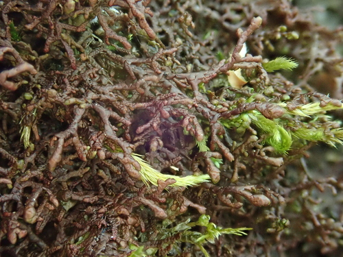 dukátovka tamarišková (Frullania tamarisci)
