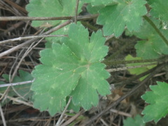 Ranunculus neapolitanus