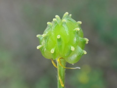Ranunculus neapolitanus