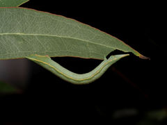 Hypobapta diffundens