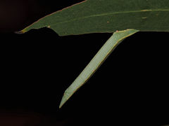 Hypobapta diffundens