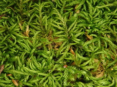 Plasteurhynchium striatulum