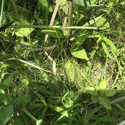 Eleocharis tenuis var. pseudoptera
