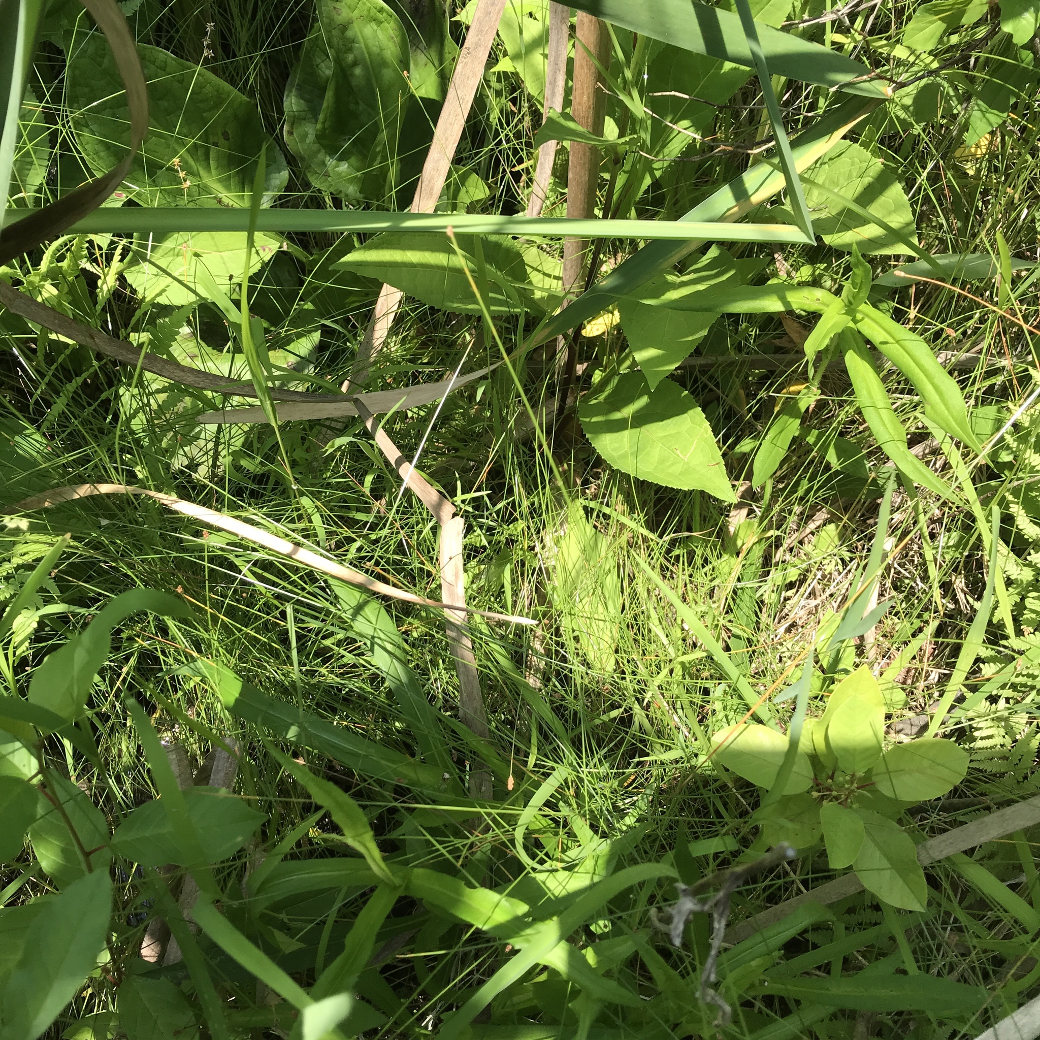 Eleocharis tenuis var. pseudoptera