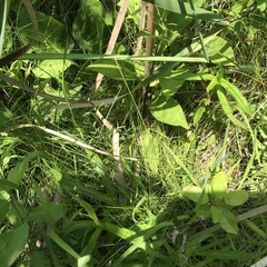 Eleocharis tenuis pseudoptera