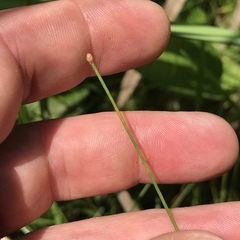 Eleocharis tenuis pseudoptera