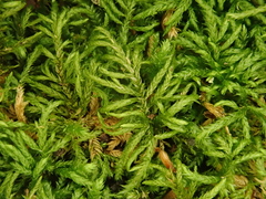 Plasteurhynchium striatulum