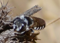 Megachile apicalis