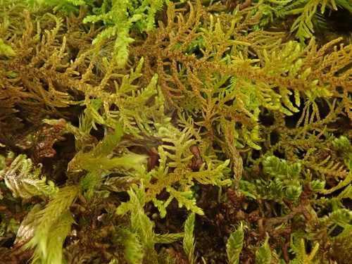 tujovička ozdobná (Thuidium recognitum)