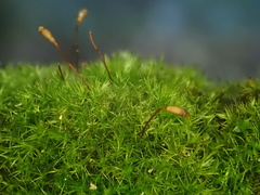 Rhynchostegiella tenella