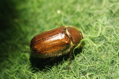Holochelus