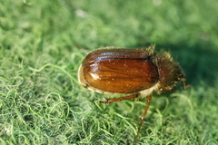 Holochelus