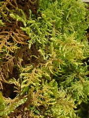 Thuidium recognitum