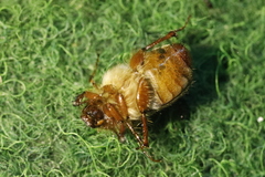 Holochelus