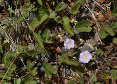 Polymeria