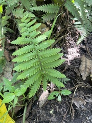 Polypodiopsida