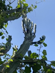 Euphorbia