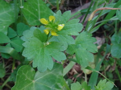 Ranunculus muricatus