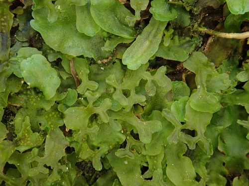 pobrežnica kalíškovitá (Apopellia endiviifolia)