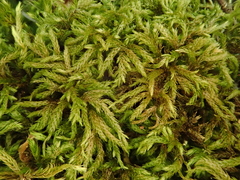 Plasteurhynchium striatulum