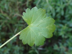 Ranunculus muricatus