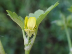 Ranunculus muricatus