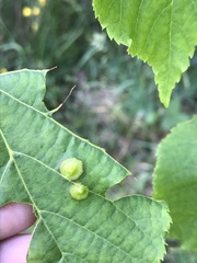 Didymomyia tiliacea