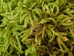 Plasteurhynchium striatulum