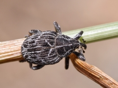 Mogulones geographicus