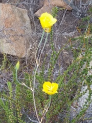 Calochortus weedii