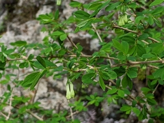 Lonicera kawakamii