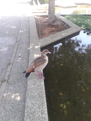 Alopochen aegyptiaca