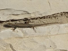 Podarcis muralis