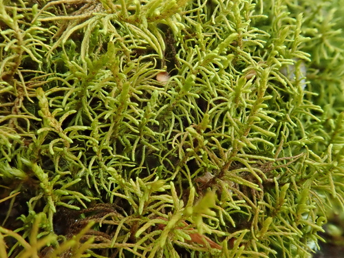 tujovička jedľová (Abietinella abietina)