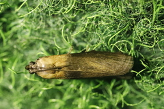 Sciota fumella