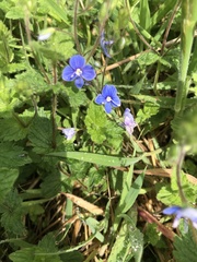 Veronica chamaedrys