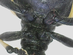 Brachyta balcanica