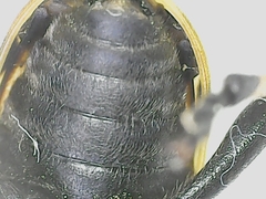 Brachyta balcanica